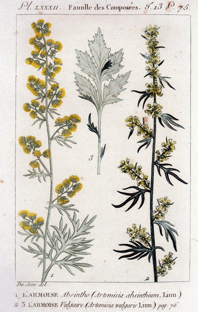Planche botanique : Absinthe (Artemisia Absinthium) et Armoise commune (Artemisia Vulgaris). Gravure du 18ème siècle - Unknown artist