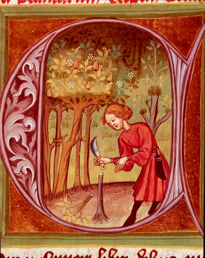 Botanique : un jardinier pratiquant une greffe. Miniature tirée de « L
