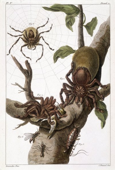 Planche botanique : 1) Araignée du Surinam sur goyave et cocon de chenille 2) même araignée dévorant un colibri d