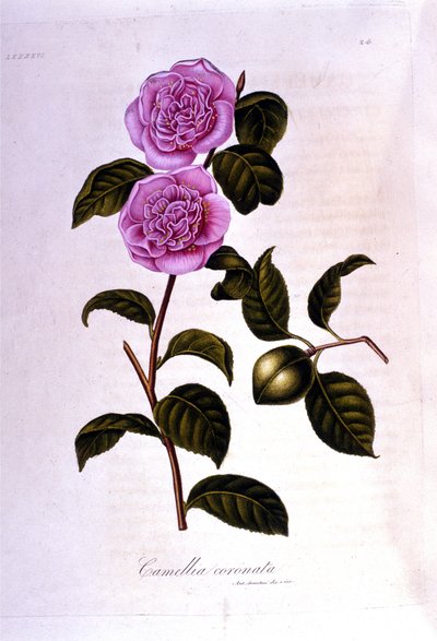 Planche botanique : Camélia - Unknown artist