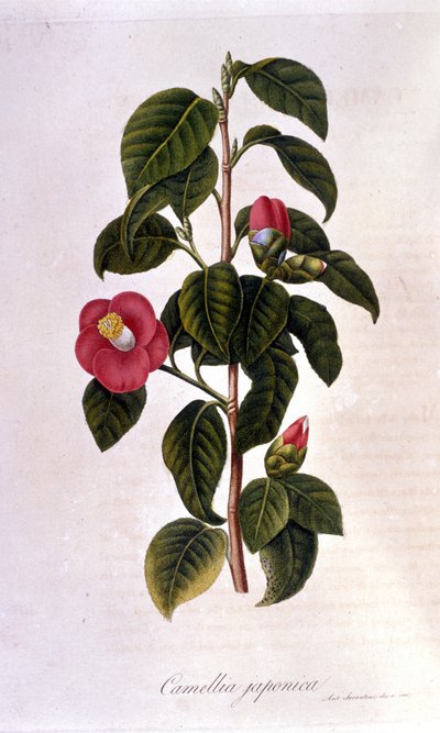 Planche botanique : Camélia du Japon. Gravure du 19ème siècle - Unknown artist