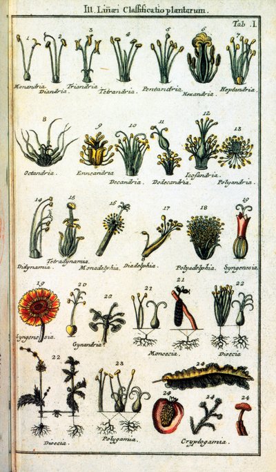 Planche botanique : Classification des plantes par Carl von LINNE (1707-1778), naturaliste suédois dans Compendium Botanices Systematis Linnean. Édition - Unknown artist