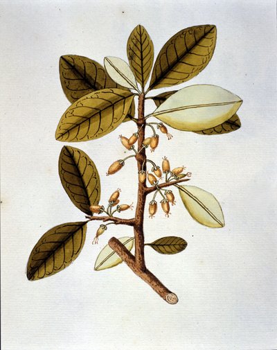 Planche botanique représentant la plante de coca (Erytroxilum Havanense) de l
