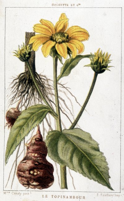 Planche botanique représentant un topinambour - Unknown artist