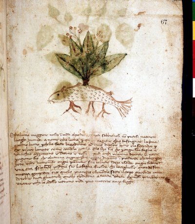 Planche botanique représentant l