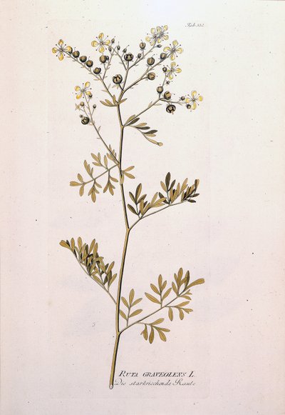 Planche botanique : rue officinale (Ruta graveolens). Dans "Icons Plantarum medicinalium" de J.J. Plenck, Vienne, Autriche - Unknown artist