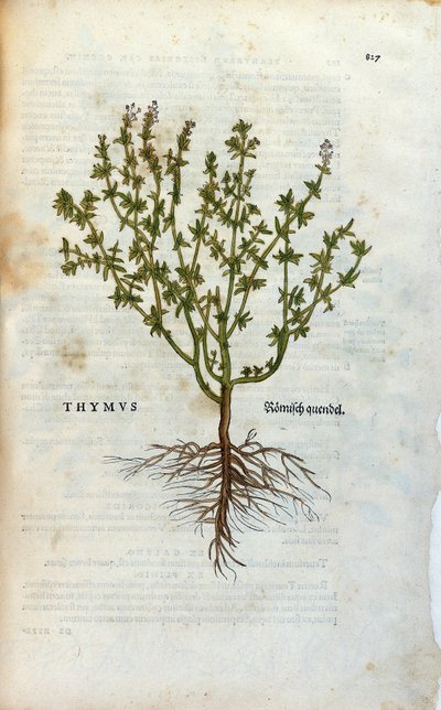 Planche botanique : Thym (Thymus) Herbier de Léonard Fuchs, "Historia Stirpium", Bâle - Unknown artist