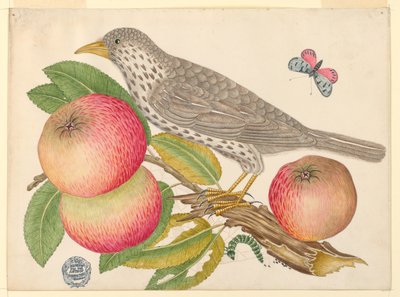 Oiseau brun sur une branche de pommier, avec chenille - Unknown artist
