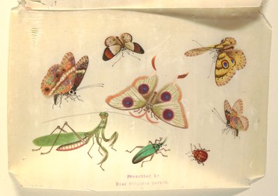 Papillons et autres insectes - Unknown artist