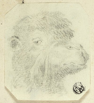 Tête de chameau tournée vers la droite - Unknown artist