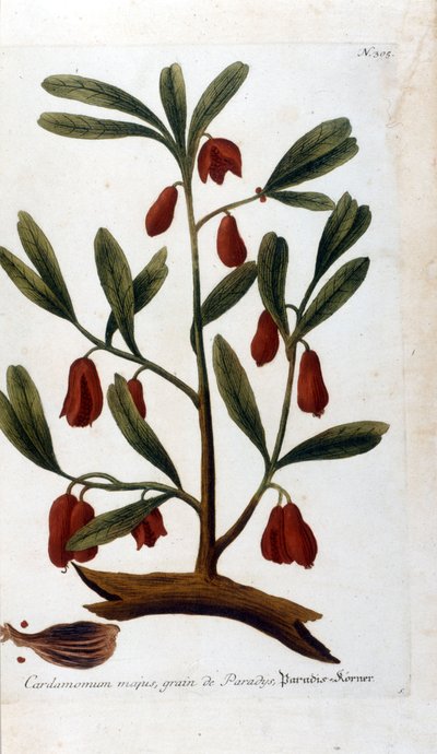Cardamome. Gravure du 18ème siècle - Unknown artist
