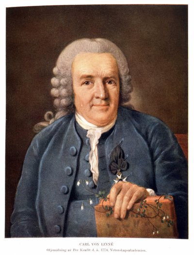 Carl Von Linné naturaliste et écrivain suédois - Unknown artist