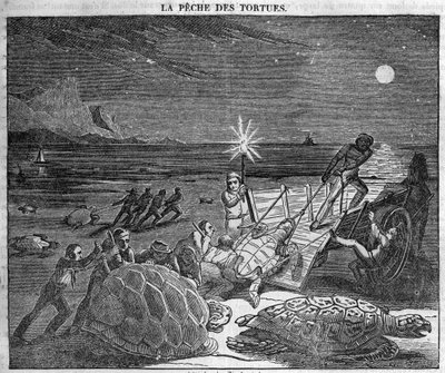 Capture de tortues sur la côte de Cuba - gravure du 19ème siècle - Unknown artist