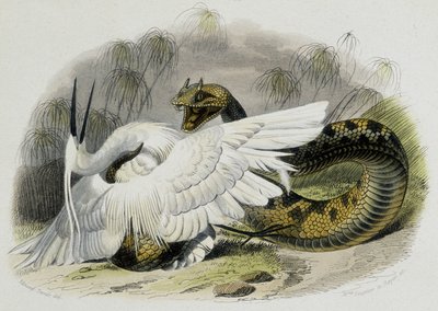 Céraste (serpent de la famille des vipères) battant un oiseau. Gravure du XIXe siècle d