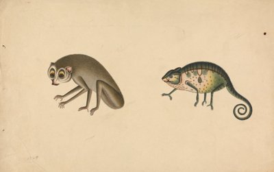 Caméléon et un mammifère - Unknown artist