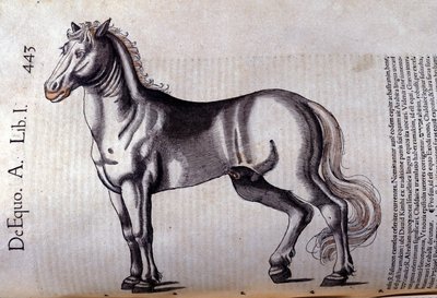 Cheval dans l