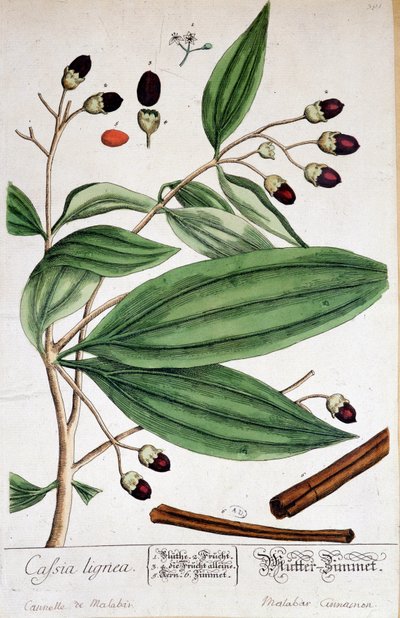 Cannelle de Malabar (Inde) - planche botanique - Unknown artist