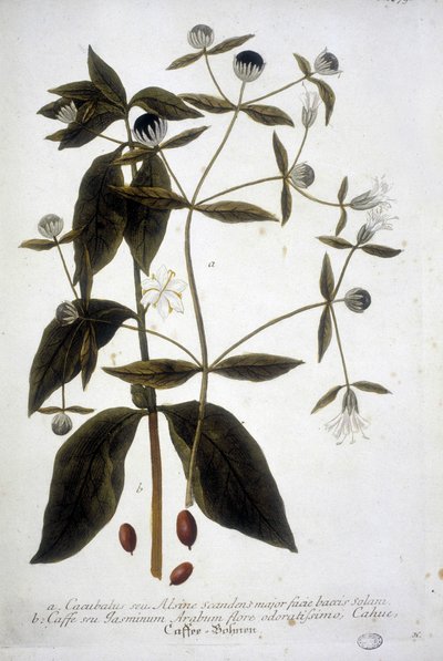 Plant de graine de café dans un herbier du 19ème siècle. - Unknown artist