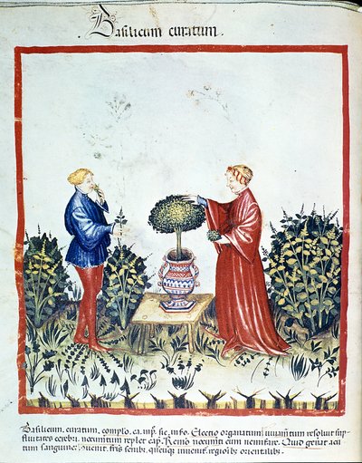 Récolte de basilic. Enluminure du commerce de la médecine et de la diététique « Tacuinum sanitatis » d