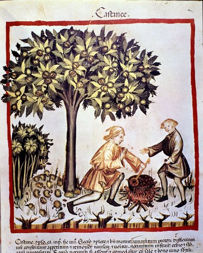 Récolte et préparation des châtaignes en automne. Enluminure du « Tacuinum sanitatis » - Unknown artist