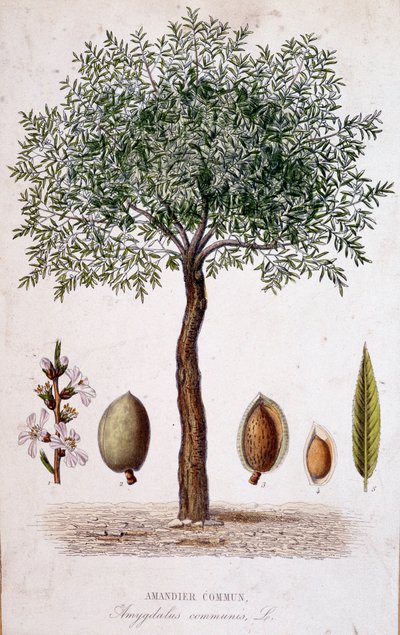 Amandier commun - planche botanique - Unknown artist