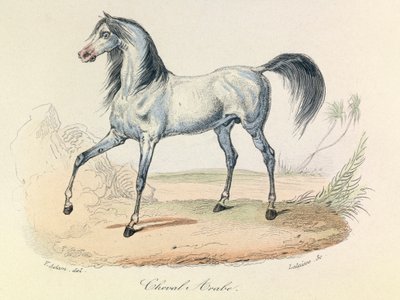 Les "Completes de Buffon" avec la nomenclature de Linné et la classification de Cuvier : Les animaux : Cheval Arabe (gravure) - Unknown artist