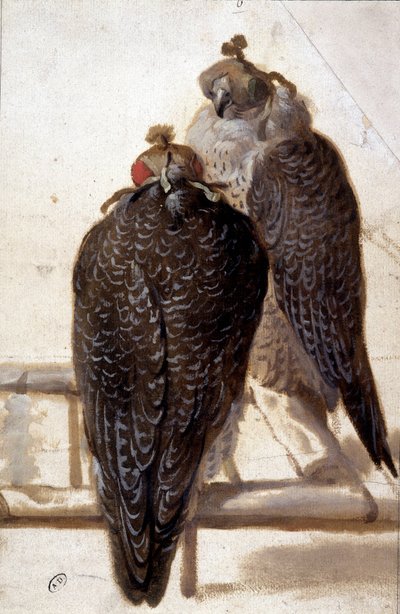 Couple de faucons. Dessin du XVIIIe siècle - Unknown artist