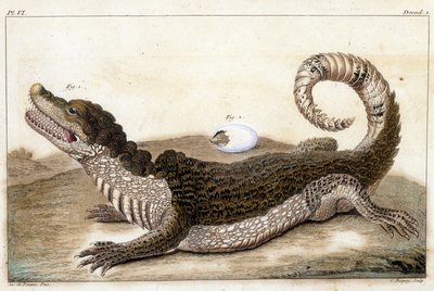 Crocodile du Surinam (Caïman) - dans « Ce qui est plus intéressant et curieux parmi les animaux et les minéraux pour servir d