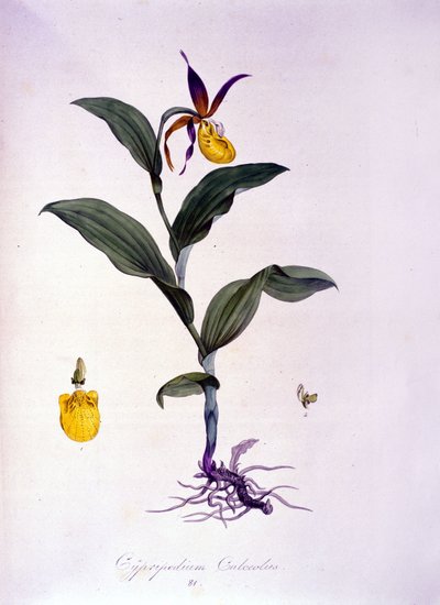 Cypripedium calceolus : type d