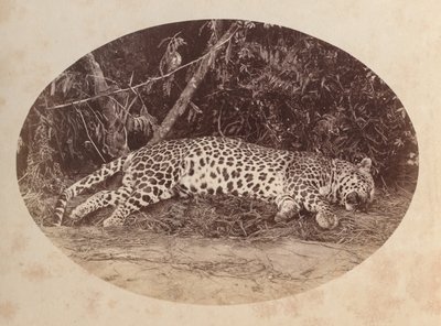 Léopard mort - Unknown artist