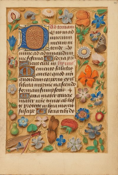 Initiale D décorée - Unknown artist
