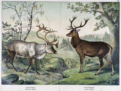 Cerfs - dans « Histoires naturelles des mammifères », éd. Schreiber - Unknown artist