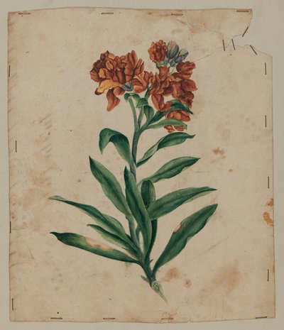 Dessin de conception, début du 18ème siècle - Unknown artist