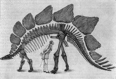 Squelette de dinosaure : « Stegosaurus ungulatus », mars. Jurassique supérieur des Montagnes Rocheuses. Reproduction du dessin communiqué par M. March à Albert Gaudry de l