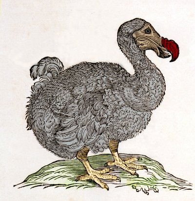 Dodo ou Dronte. Oiseau disparu - dans « De Indiae utriusque re naturali et medica » par Gulielmi Pisonis, Amsterdam - Unknown artist