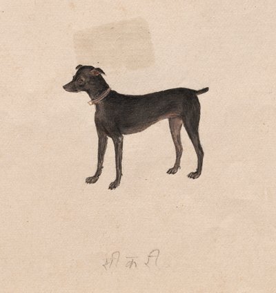 Chien - Unknown artist
