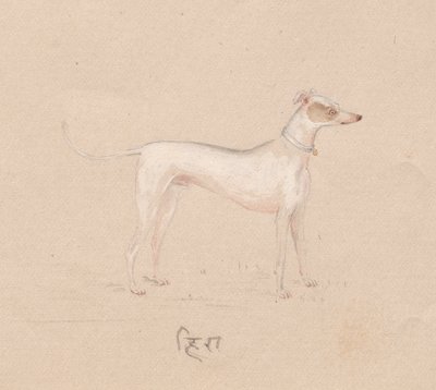 Chien - Unknown artist