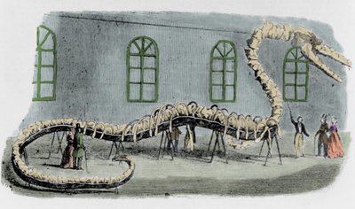Faux serpent de mer du Dr. Albert C. Koch. Le squelette était monté avec des os de divers animaux. Le serpent était nommé « Hydrarcus Silimanni ». Il a été exposé à New York avec grand succès en 1845. Lorsque la fraude a été découverte, Koch s