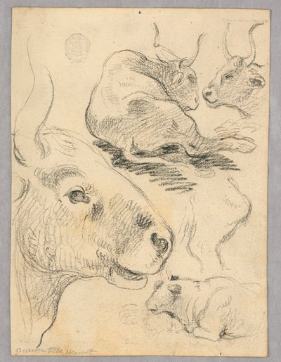 Dessin : Esquisses de vaches - Unknown artist