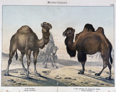 Dromadaire et chameau - dans « Histoires naturelles des mammifères », éd. Schreiber, Munich - Unknown artist