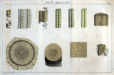 Organes élémentaires : dans « Flora Francoise, ou brève description de toutes les plantes qui croissent naturellement en France, arrangées selon une nouvelle méthode d