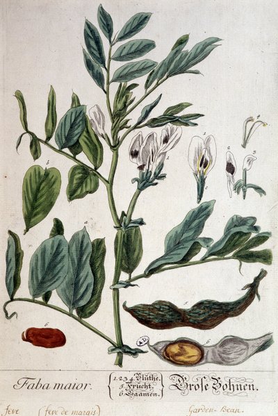 Faba Major (fève des marais) - planche botanique - Unknown artist