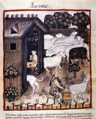 Travail à la ferme : traite des moutons pour produire du lait et du fromage. Enluminure du « Tacuinum sanitatis » - Unknown artist