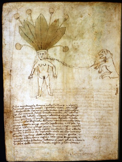 Mandragore femelle, extraite d