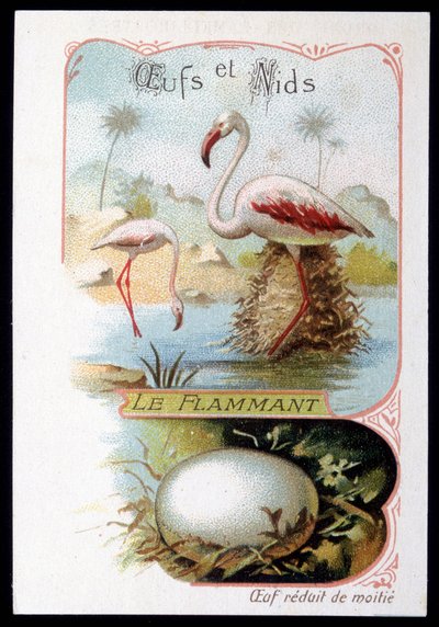 Flamant rose - Œufs et Nids. Chromolithographie du 19e siècle - Unknown artist