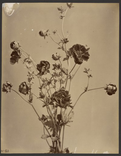 [Étude florale] - Unknown artist