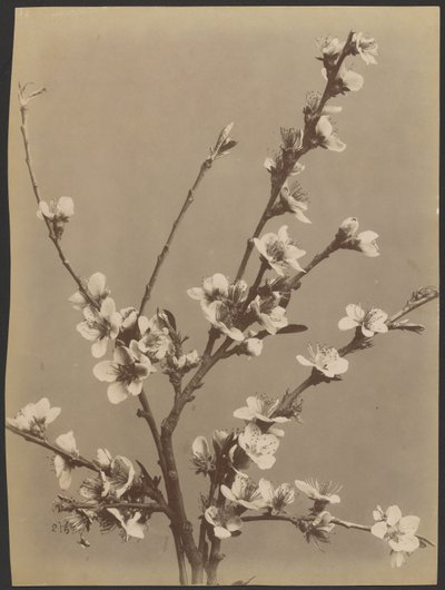 [Étude florale avec de petites fleurs blanches] - Unknown artist