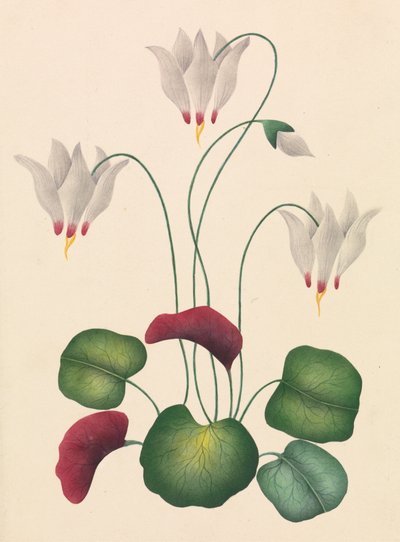 Fleur avec trois fleurs - Unknown artist