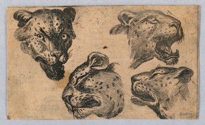 Quatre études de têtes de léopard - Unknown artist