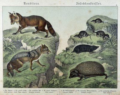 Renard, renard argenté, musaraignes, taupe et hérisson - dans « Histoires naturelles des mammifères », éd. Schreiber - Unknown artist